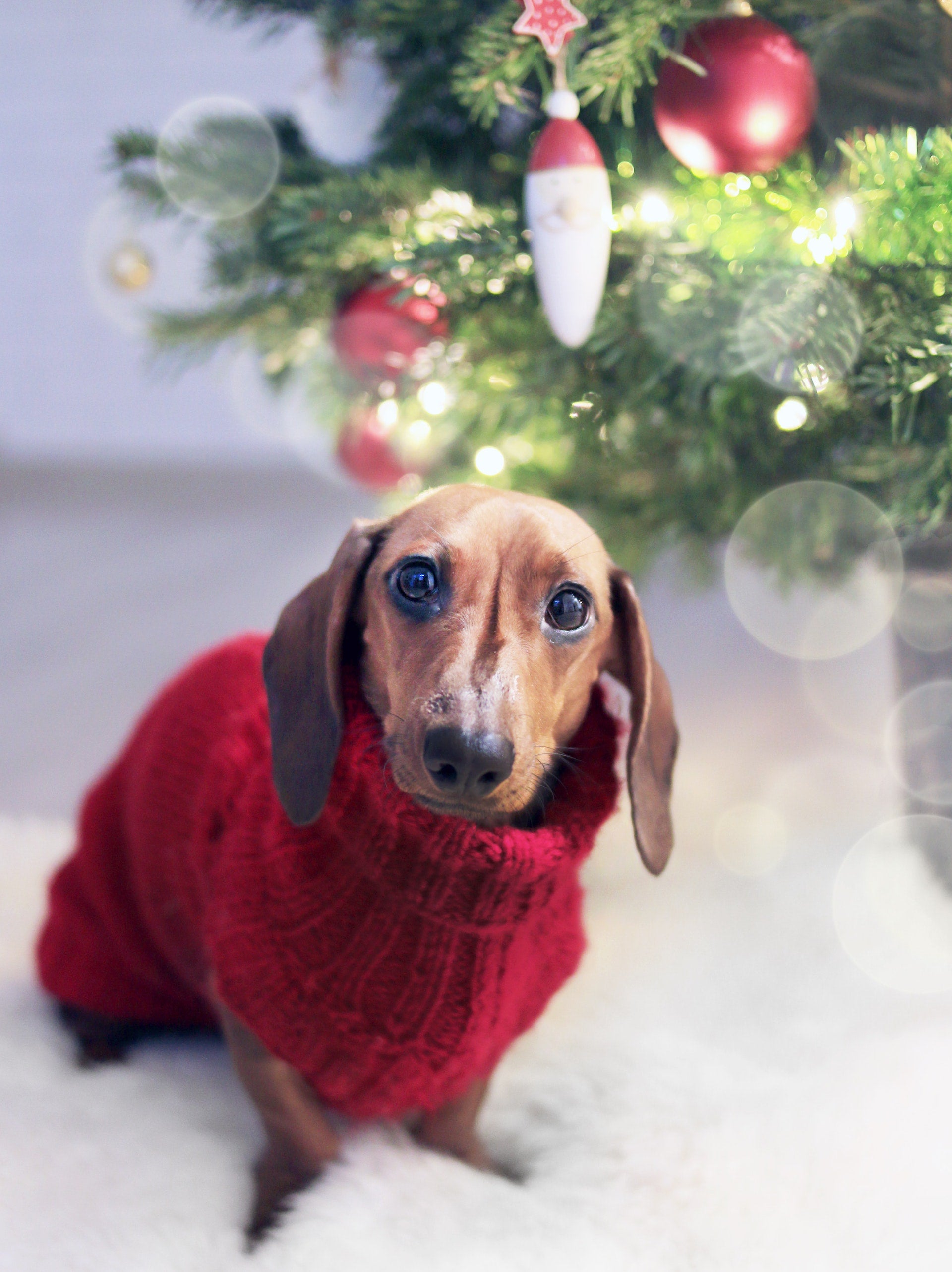 Deck The Paws, Christmas Is Here!