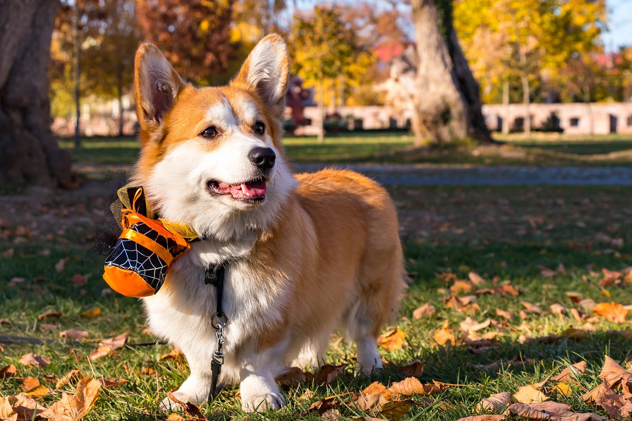 How To Creative A Pawsitive Halloween For Your Dog